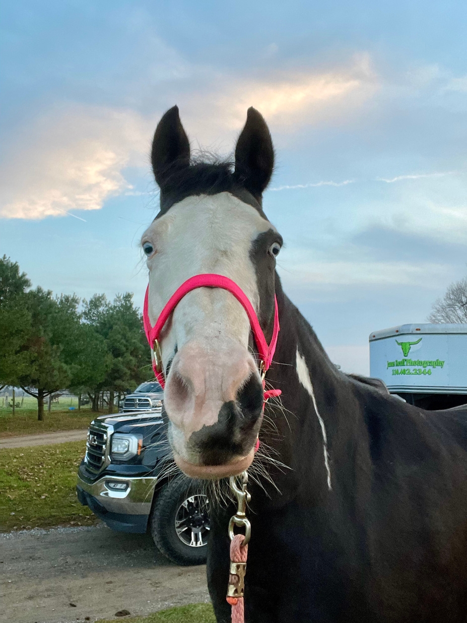 Happy Horse!